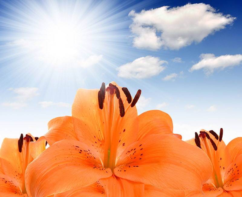 flowers lilies