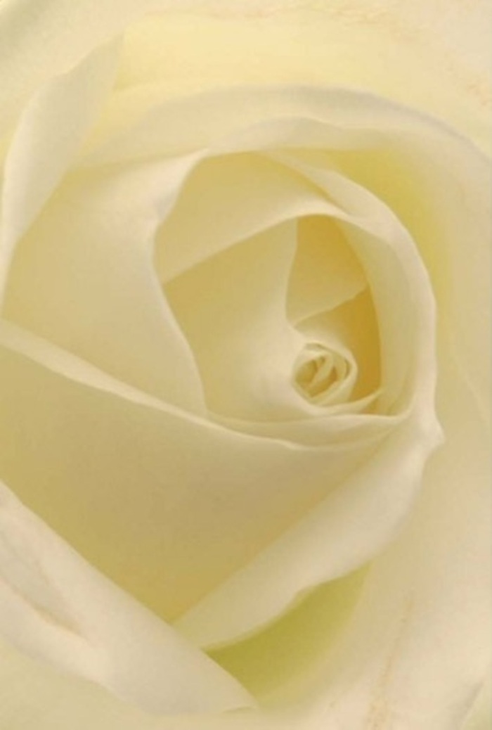 Examined up close, this classic white rose reveals a world of softness layered gracefully within each petal-a study in tranquillity and sophistication that echoes Kenton's gentle character. In the composed light, shades of white and cream blend seamlessly, as though the flower itself is lit from within, creating a quietly luminous centrepiece ideal for the heartfelt occasions of everyday life here. Whether as a romantic gesture along the avenues of Kenton, a sincere apology, or the finishing touch for an elegant wedding near the parish church, this rose captures the very essence of purity and resilience. The spiral core, nearly flawless, is a tribute to the careful, quiet strength found both in nature and in the hands of local florists crafting each arrangement thoughtfully. Subtle plays of colour and shadow reveal the flower's innate nobility, making it impossible to overlook its refined beauty. As you imagine its clean, serene fragrance lingering softly in the air, the rose stands as a versatile emblem of empathy and celebration, fit for any moment that calls for a touch of grace-always available for same-day delivery across Kenton's vibrant community.